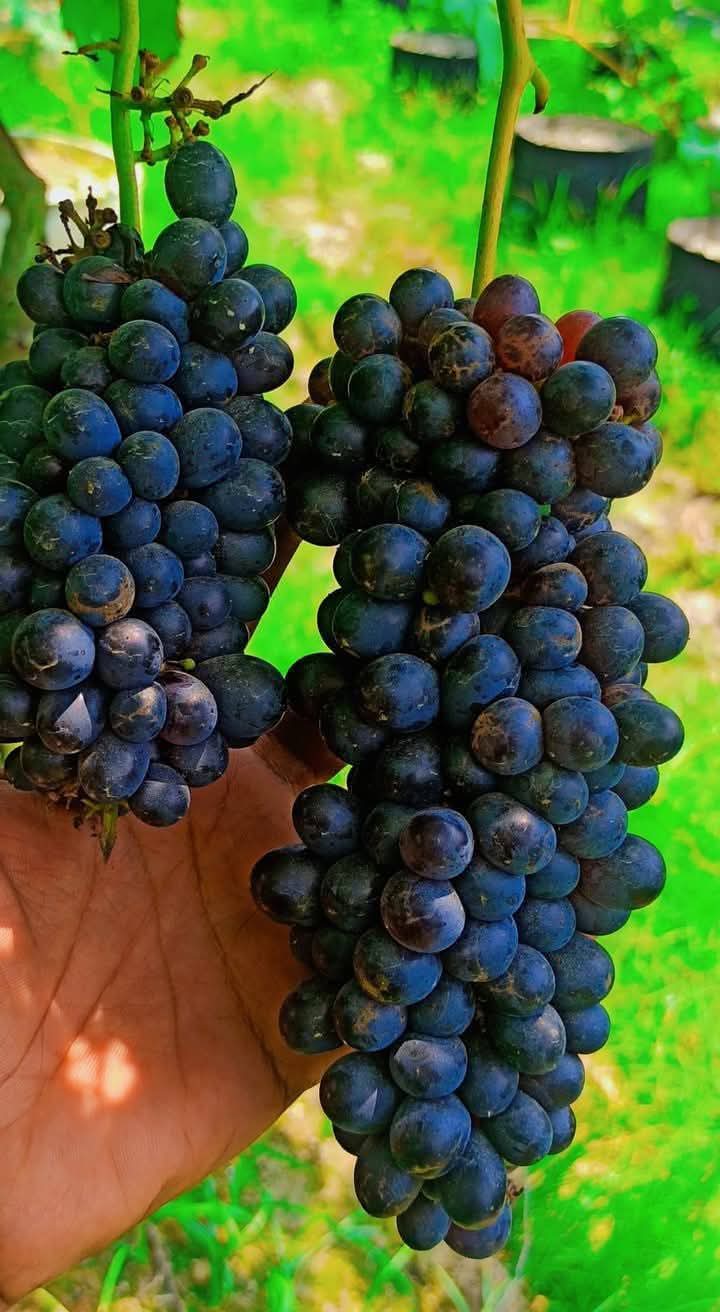 Joy Seedless