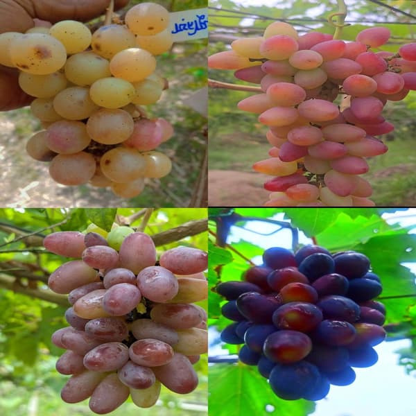 প্যাকেজ ২ (একেলো লাল, দাশুনিয়া সবুজ, দোভাস্কি পিংক লাল, ভিক্ট ব্লাক কালো)